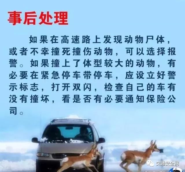 高速上遇到动物了正确处理方法,救命贴