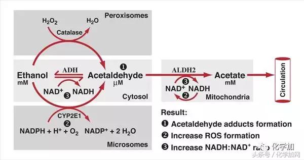 喝酒后皮肤变红逐渐变白是啥,喝酒后脸色会变白什么原因
