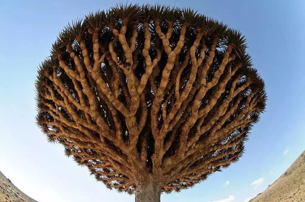 世界上有各种各样的树你听说过,世界上最美的树的排名