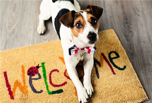 6岁小男孩被疯狗咬伤仅13天离世，专家建议：狂犬疫苗越早打越好