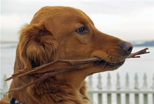 狗狗排尿次数少你还在偷偷乐？省事背后的健康隐患不容忽视