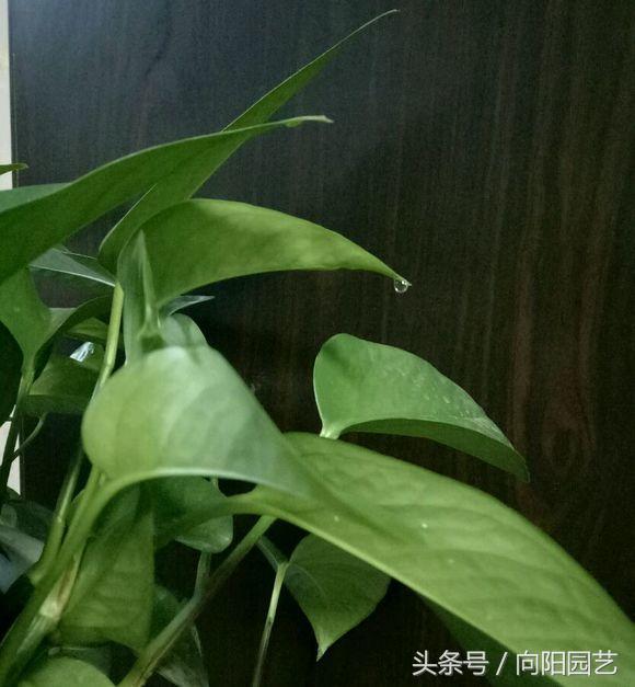 养绿萝做好这几点轻松养爆盆,绿萝要这样养才容易爆盆