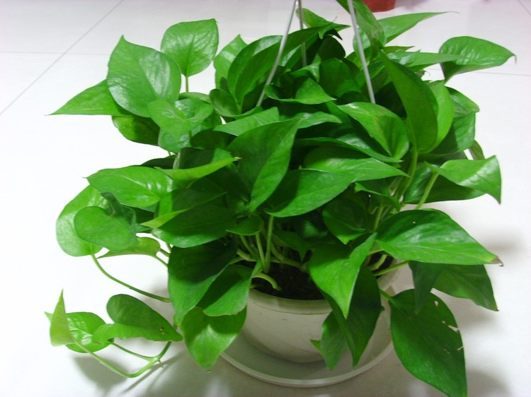 绿萝叶子发黄快速补救方法水养的,绿萝文竹总发黄1招让它绿油油