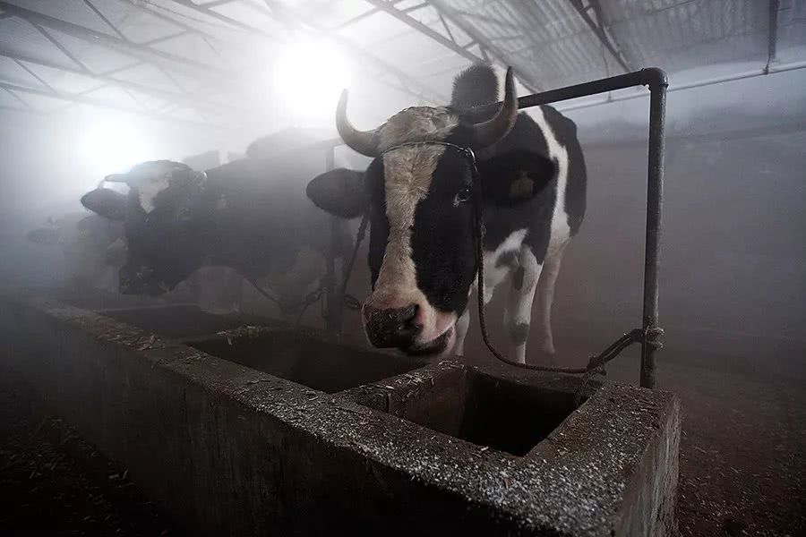 三鹿事件十年后,复苏的中国乳业还要迈过哪些大坎?|特别报道