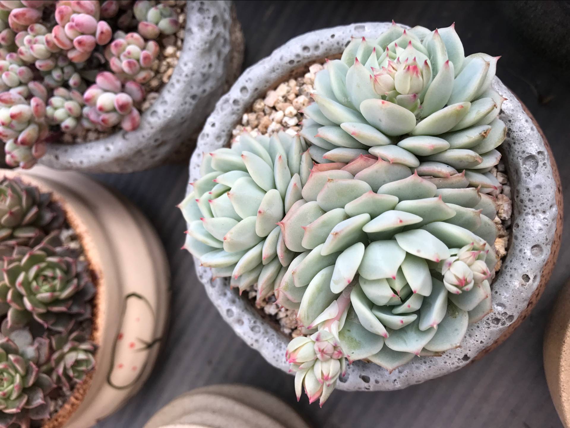 都是哪些人在玩和平精英,都是哪些人在玩金铲铲呀