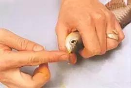 防止龙鱼掉眼的最佳方法,龙鱼胡须受到伤害