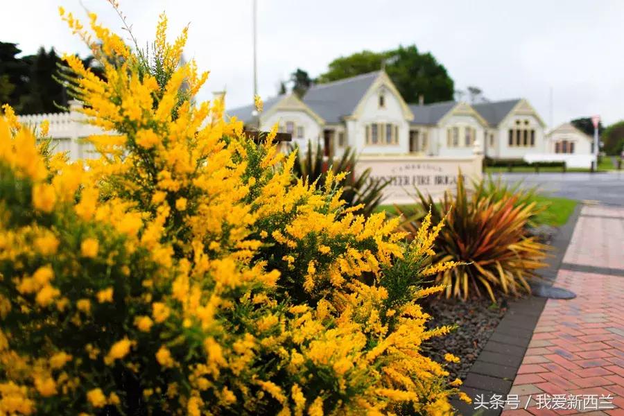 来新西兰以后才发现的变化,新西兰是不是最美丽的地方