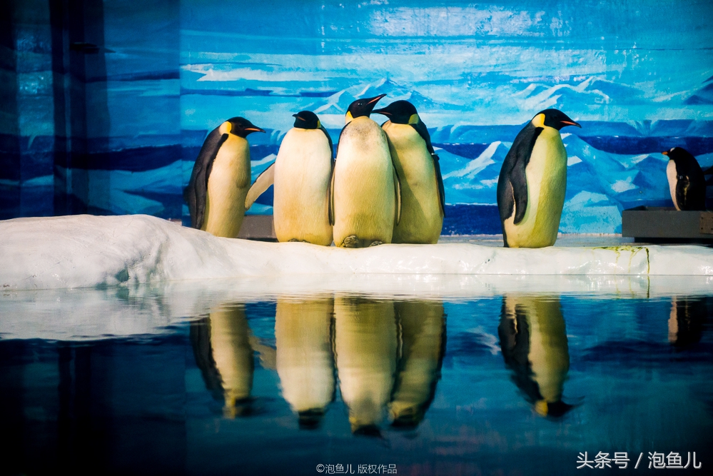 大连极地企鹅,南极企鹅求婚视频