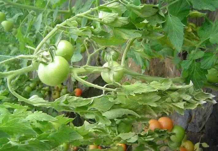 枯黄萎·镰刀菌病，植物得了真要命！绝杀枯黄萎，这招快准行！