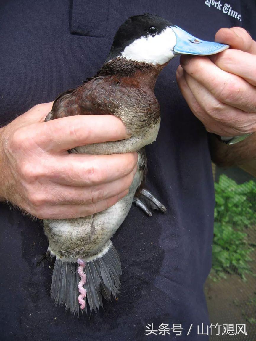 科学研究男性特征,科学认识男性生理问题