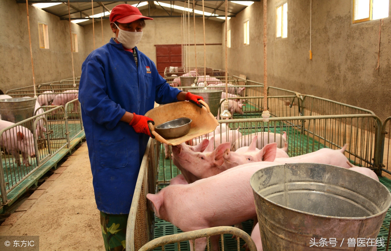 致病大肠杆菌如何产生,大肠杆菌会出现什么症状