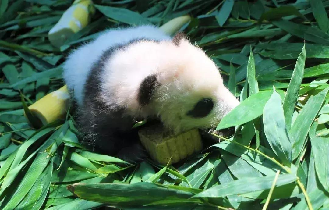 港真！劝你国庆千万别离开广州！因为……