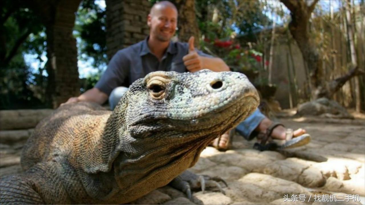 被科莫多蜥蜴咬一口还有救吗,人被科莫多蜥蜴咬了