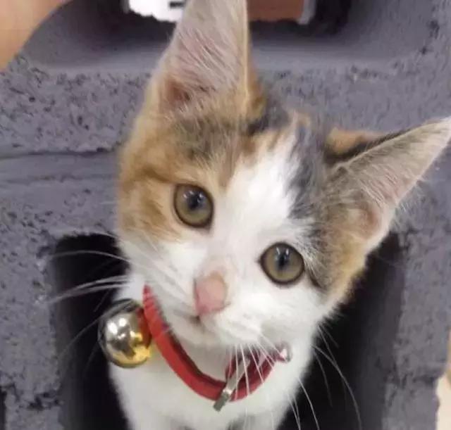 土猫真的好养吗,土猫就不可以养吗