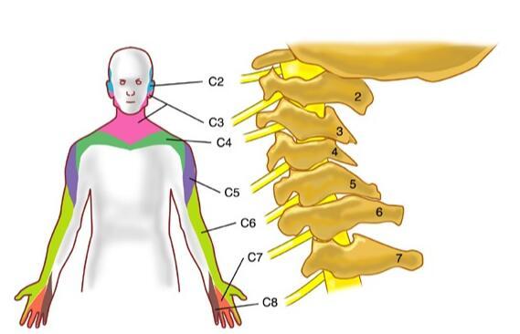 颈椎病引起压迫神经怎么办,颈椎病压迫神经了怎么办