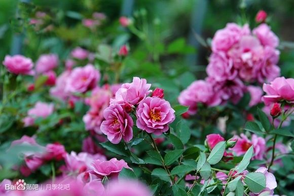 蓝紫色月季品种,39种紫藤品种