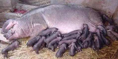 母猪的分娩与接产操作方案,母猪生产与分娩计划表