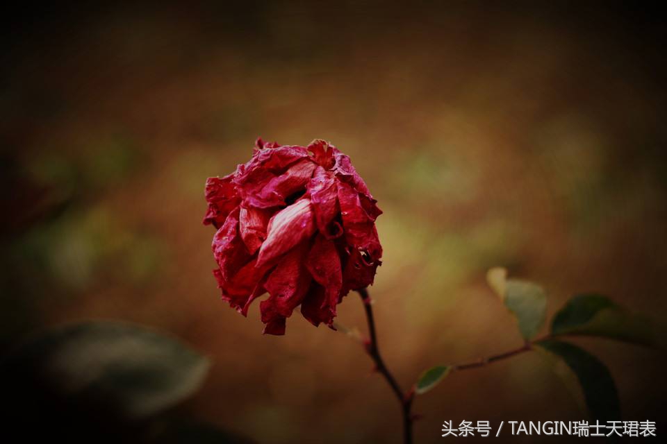 瑞士tangin天珺手表怎么样,tangin瑞士天珺表值钱吗