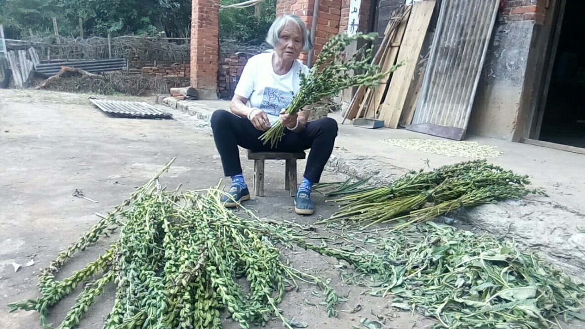 邵阳市经开区昭阳片区东城村金鸡塘组78岁老太庆国庆喜收“芝麻”