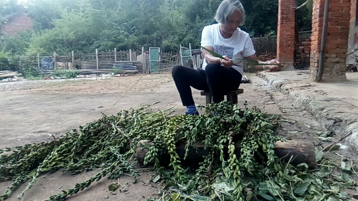 邵阳市经开区昭阳片区东城村金鸡塘组78岁老太庆国庆喜收“芝麻”