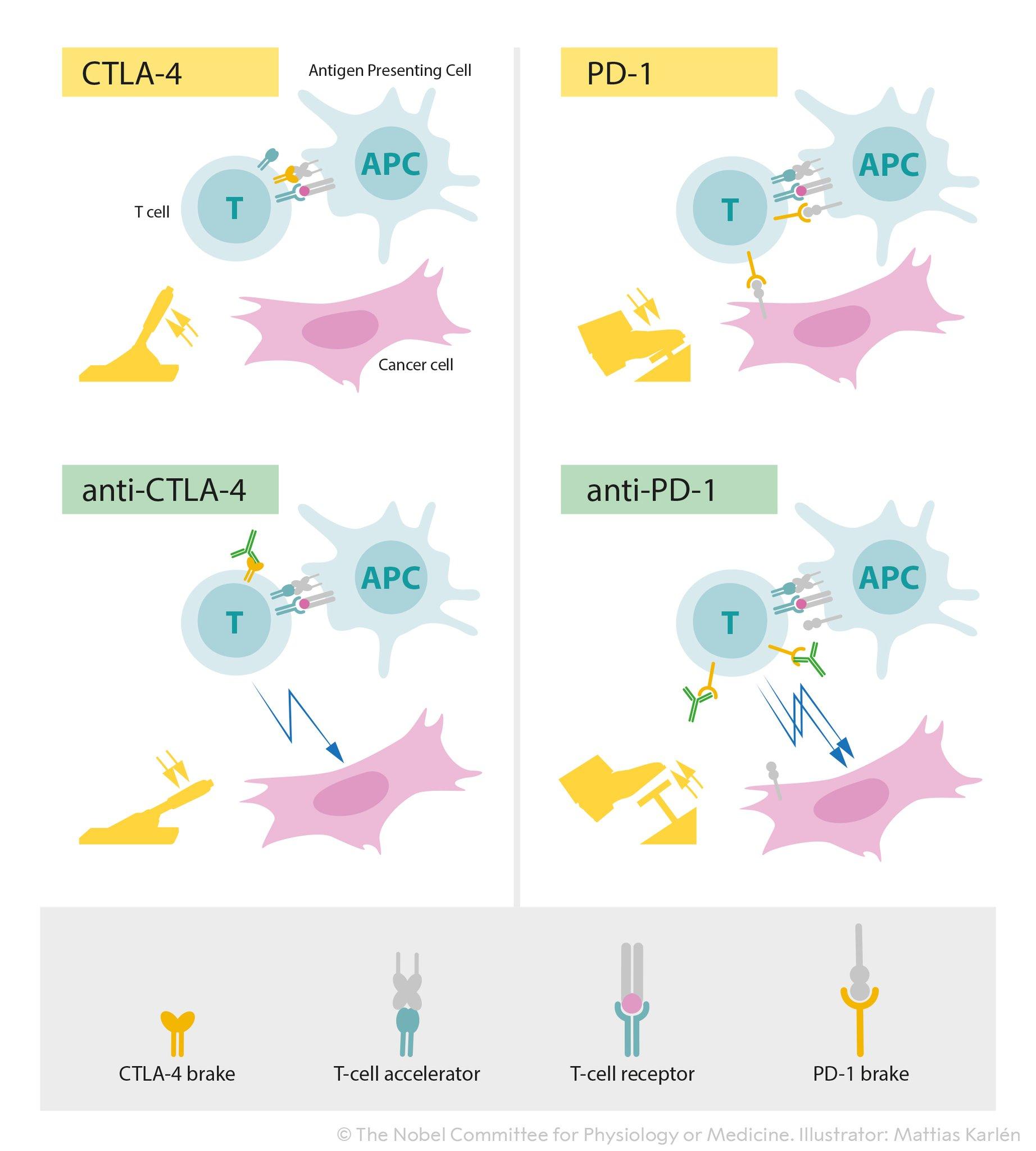 国际上最新研发治癌症的药,中国科学家的癌症免疫疗法