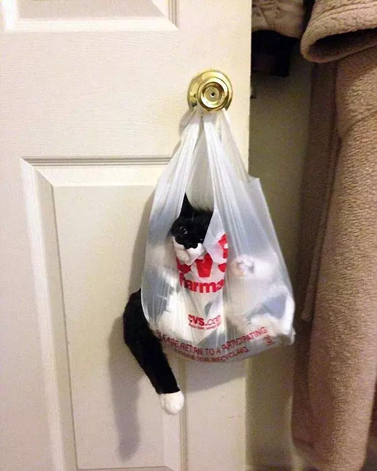 喵星人果然是液体的「科瑞卡爱宠」