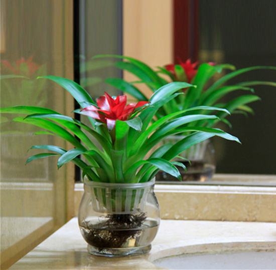 水培植物烂根怎么补救,水培植物烂根怎么补救视频