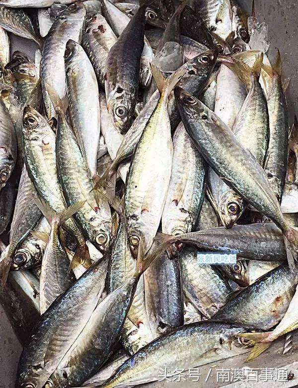 潮汕说的熟鱼和巴浪鱼有什么区别,巴浪鱼只有闽南粤东才有吗