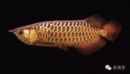 新手养凶猛的鱼推荐龙鱼,如何养好龙鱼小视频