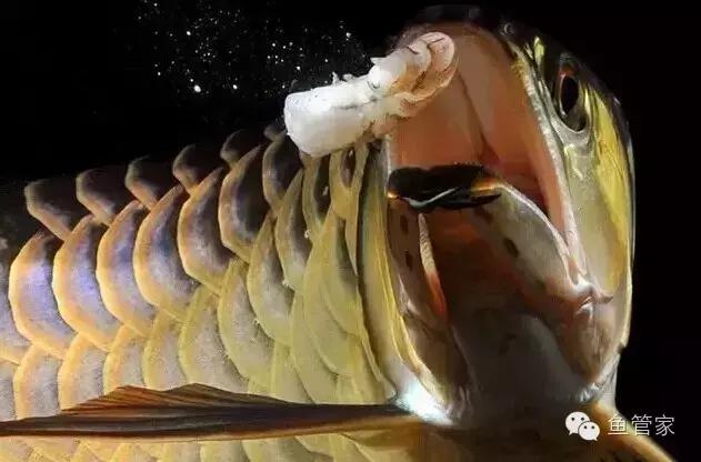 新手养凶猛的鱼推荐龙鱼,如何养好龙鱼小视频