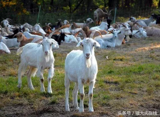 这么多羊看看你养的是哪一种?其他的你又认识几种?