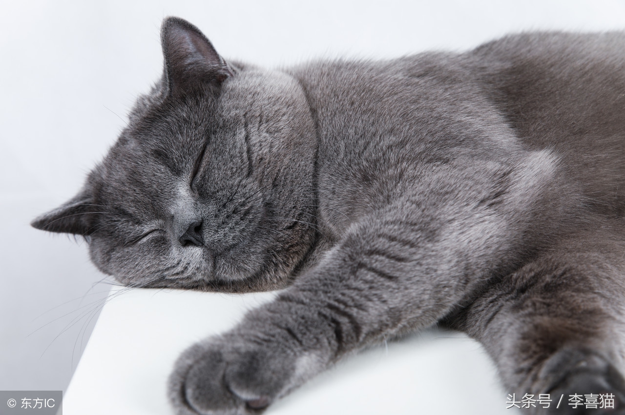 猫咪太凶不让剃毛怎么办,猫咪太温柔怎么让它凶一点