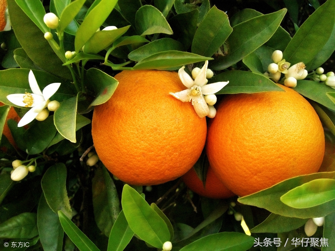 宜昌流动卖橙子,宜昌蜜桔市场好卖吗