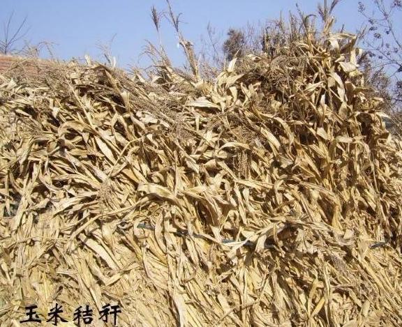 在那艰苦的岁月里课文,在那艰难困苦的日子里