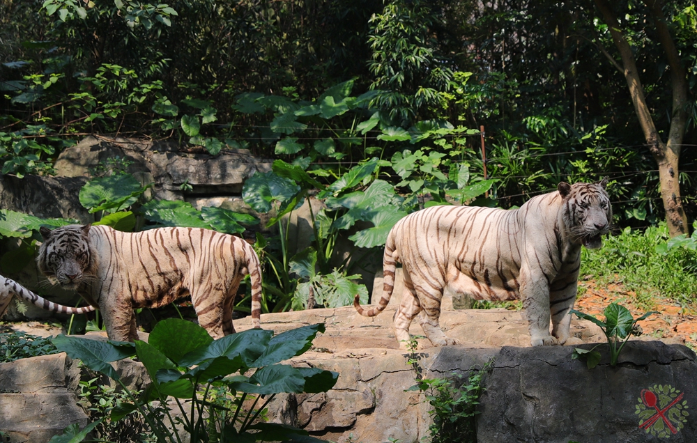 广州长隆4大乐园几天可以耍完,广州长隆野生动物世界国庆门票