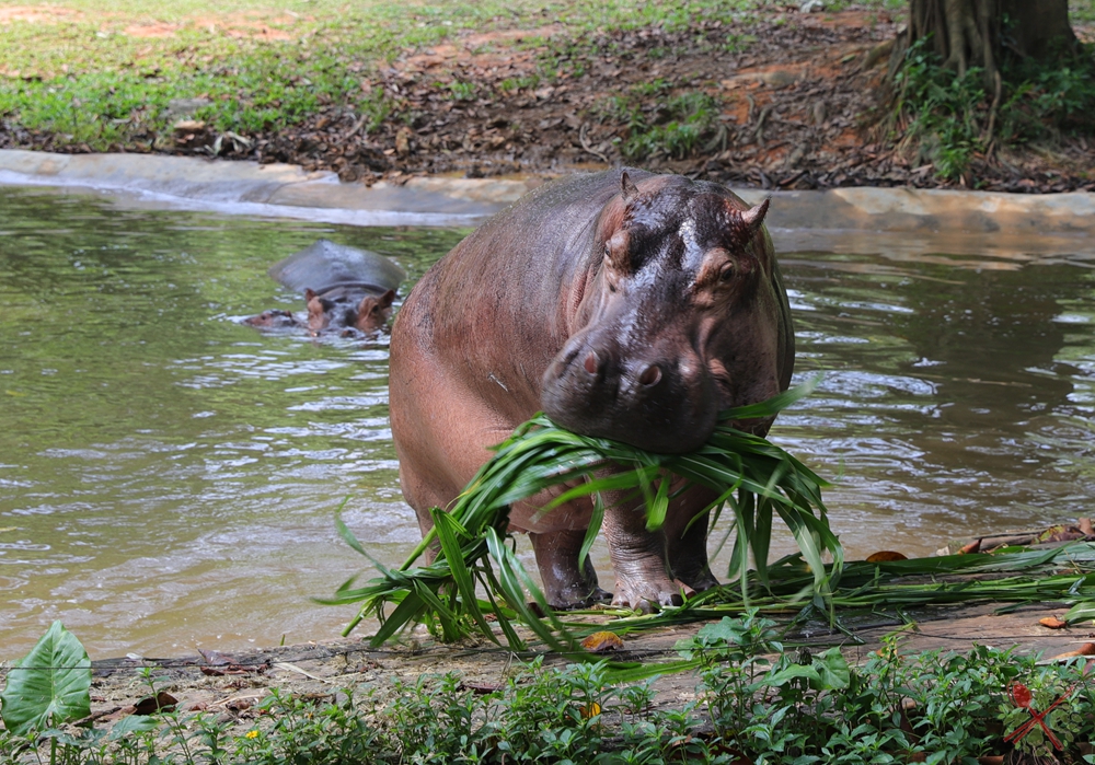 去广州长隆不住景区攻略,春节广州长隆不住园区怎么玩