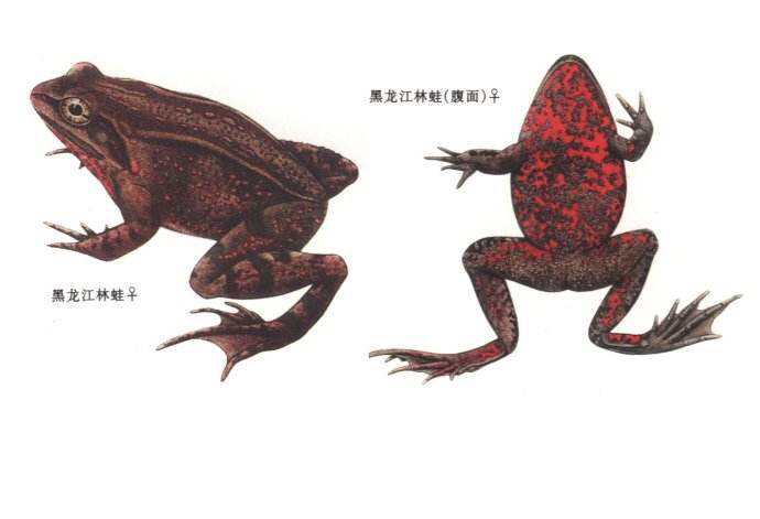 蛤士蟆中药,哈士蟆油药材图片