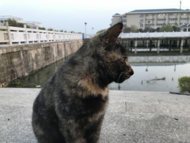 什么？师大的小动物过节了？（内含惊喜）