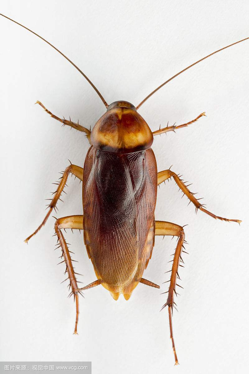 中药材蟑螂功效,中药材蟑螂别名