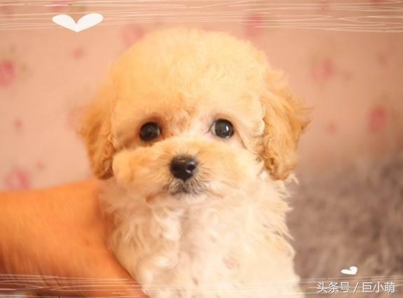 泰迪该怎么养才乖,养泰迪要知道的事