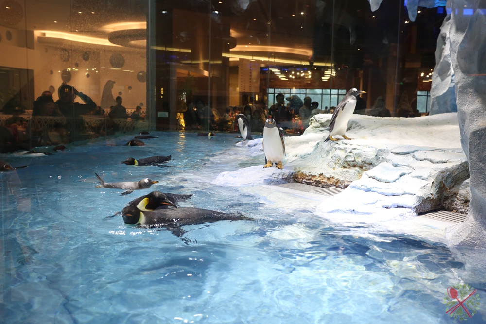珠海长隆海洋王国企鹅馆北极熊馆,珠海长隆企鹅海洋王国攻略
