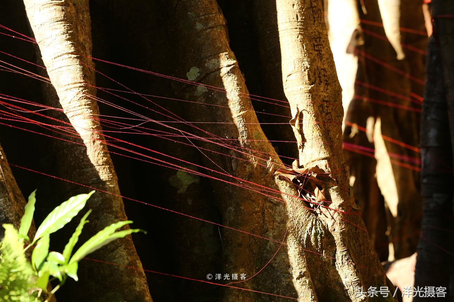 一棵树就覆盖一座国际标准足球场，这棵树是世界之最、华夏之王