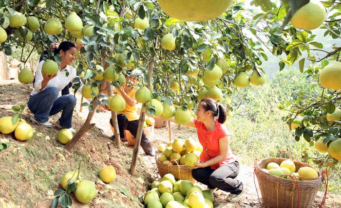 十月秋香，恭城人民带你品沙柚、尝月柿、喝油茶、逛文武庙周渭祠