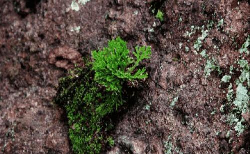 传说中的九死还魂草现实中居然真的存在！太神奇了！
