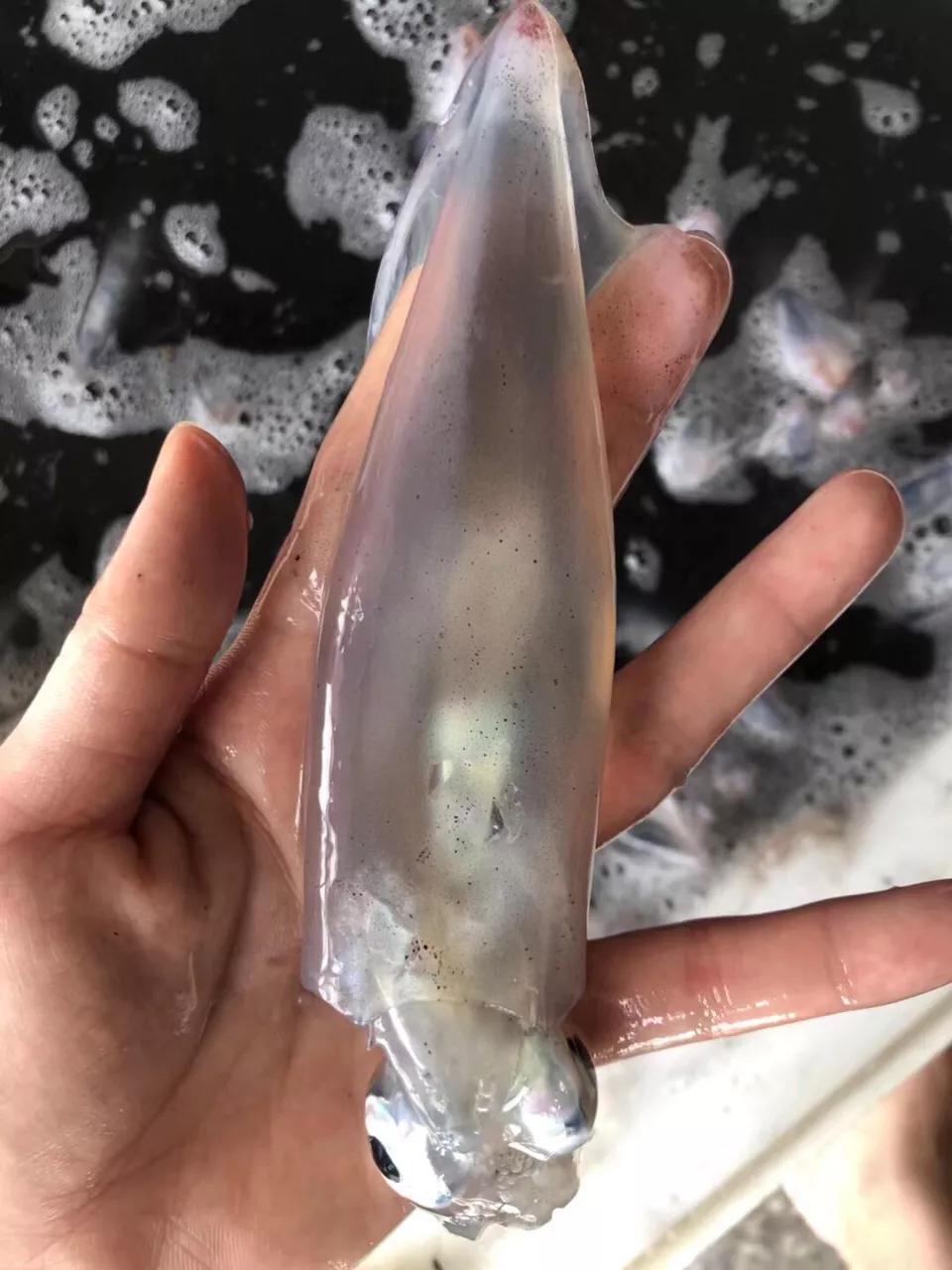 九节虾斑节虾,黑虎虾斑节虾九节虾哪个好吃