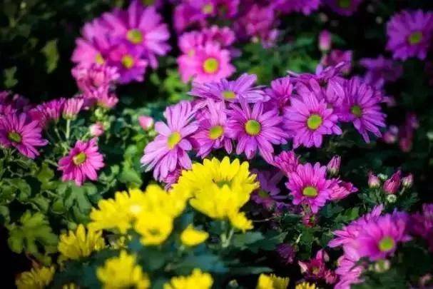 出去人从众,玄武为你安排了身边的风景