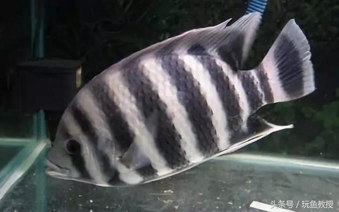 四种不能混养的鱼,两种不能混养的鱼怎么解决