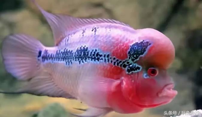 四种不能混养的鱼,两种不能混养的鱼怎么解决