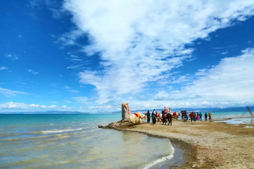 适合带着去旅行的宠物,宠物旅行攻略如何带宠物出门旅游