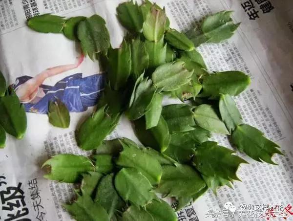 蟹爪兰长得好好的就断了怎么回事,蟹爪兰花蔫了怎么补救